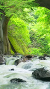 Scene Thumbnail